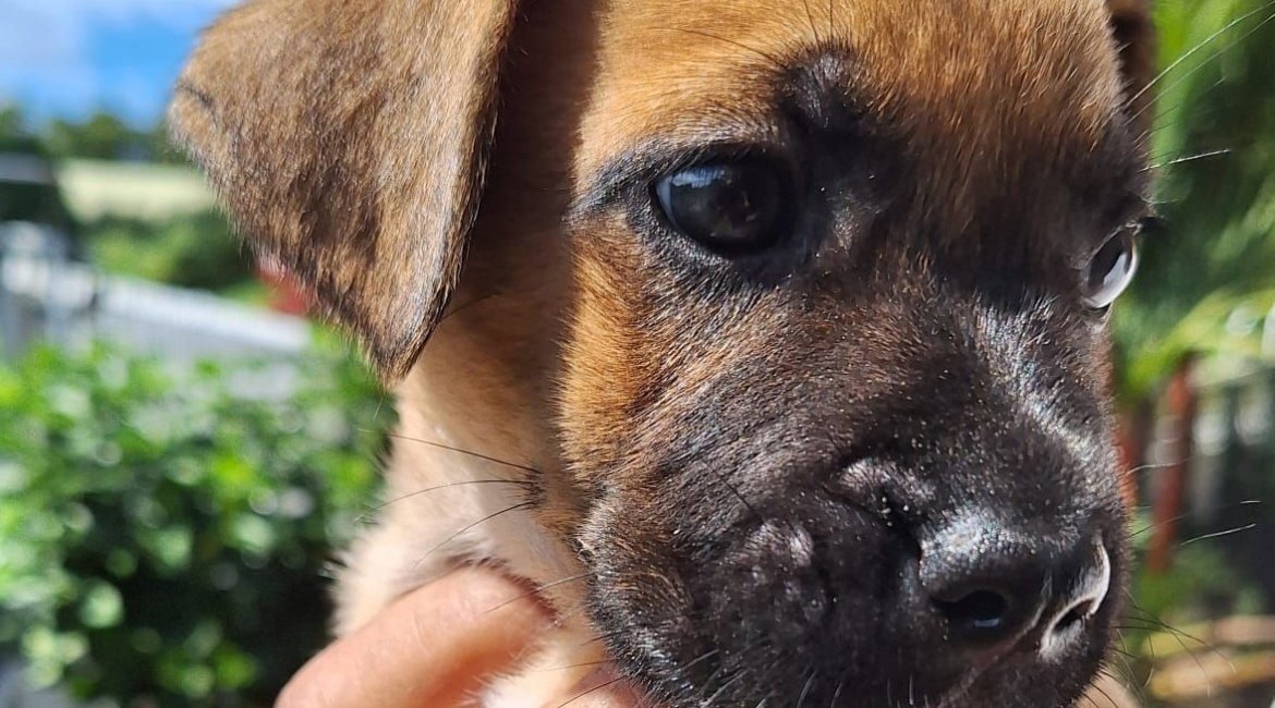 Chiens à adopter